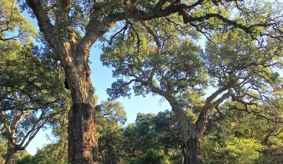 Cartaland 2025: Un evento immerso nella natura della Sughereta di Pomezia