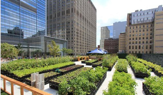 🌱 Orti Urbani: Semi di Rinascita nelle Città Italiane